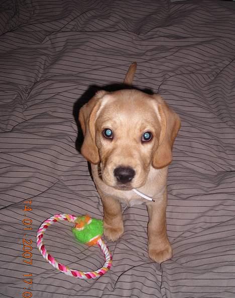 Blanding af racer Freia - Så er Freia 10 uger og 2 dage :D billede 5