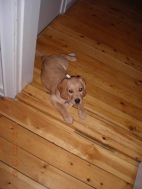 Blanding af racer Freia - Fræk, det er hun *G* - hun tror ikke vi opdager at hun gnaver i karmen.. billede 6