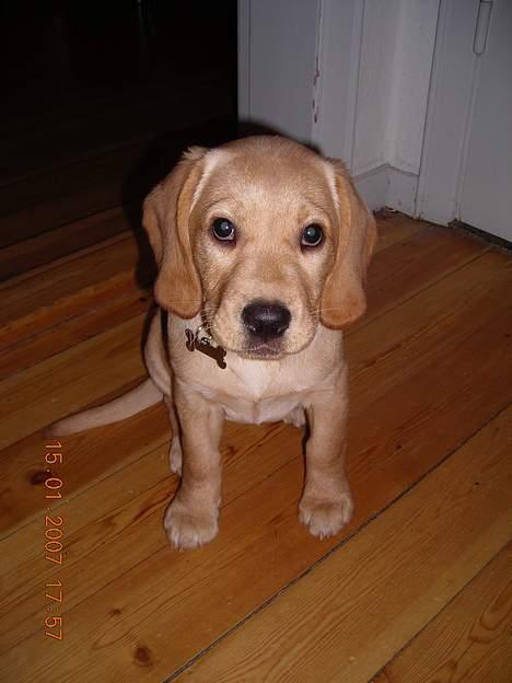 Blanding af racer Freia - Freia med hendes bedste udtryk. "jeg har ikke gjort noget" billede 7