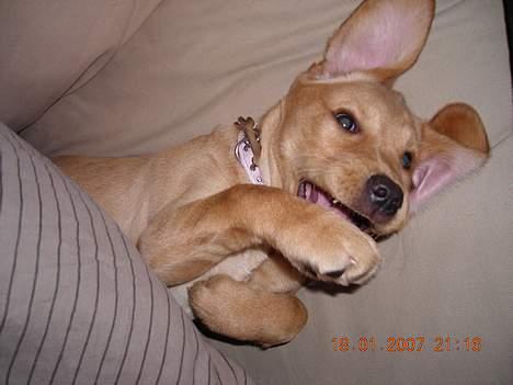 Blanding af racer Freia - Og selvf. vil hun også ligge under dynen som os *G* billede 8