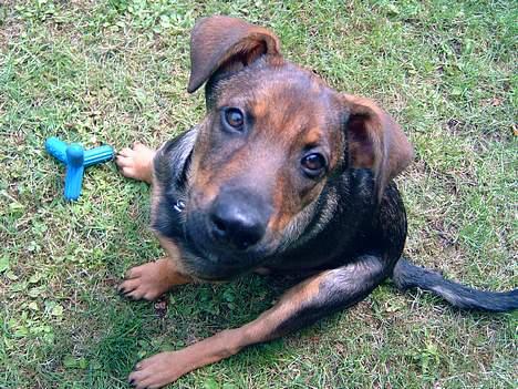 Blanding af racer Leica - HVA NU?? billede 4