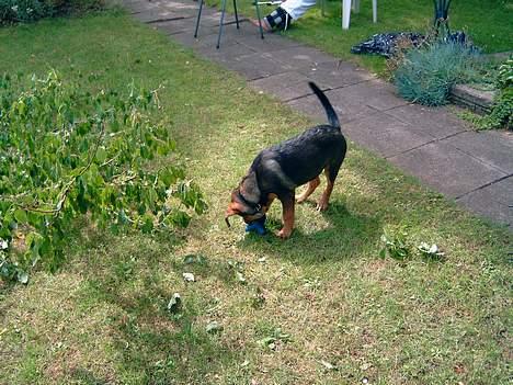 Blanding af racer Leica billede 5