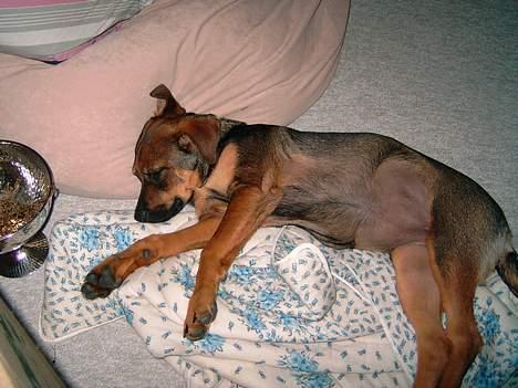 Blanding af racer Leica - aaaahhhh godt med en lur billede 6