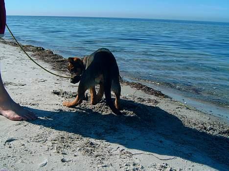 Blanding af racer Leica - første gang på stranden og det er super sjovt og grave store huller billede 7