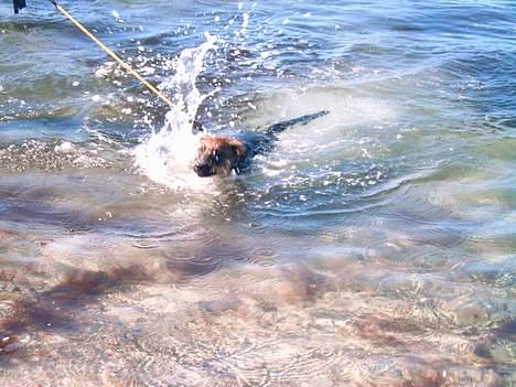 Blanding af racer Leica - første svømmetur. en rigtig hjuldamper billede 8