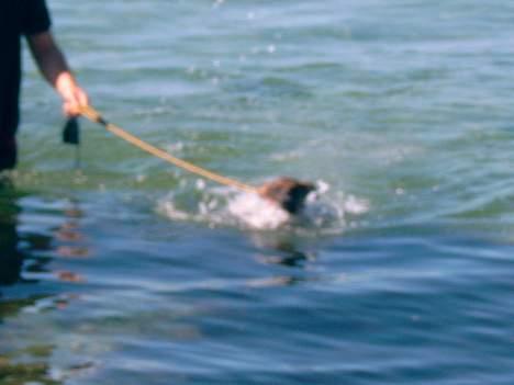 Blanding af racer Leica - så gik det lidt bedre anden gang billede 9