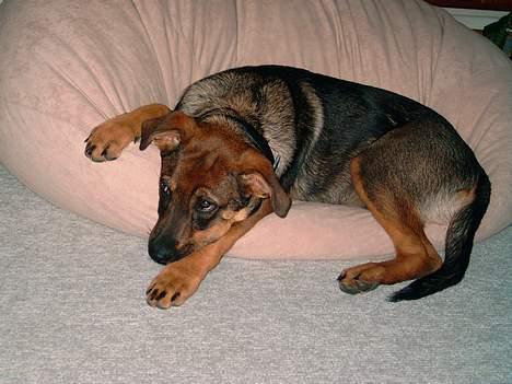 Blanding af racer Leica - men så er det rart at komme hjem til puden og bare sove billede 10