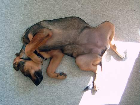 Blanding af racer Leica - jeg har det bare så dejligt billede 11