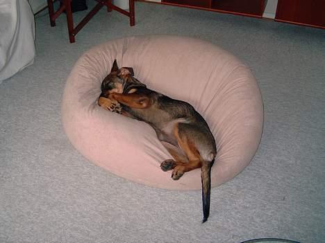 Blanding af racer Leica - puden er den bedste. Den kan man nemlig rigtig putte i billede 12