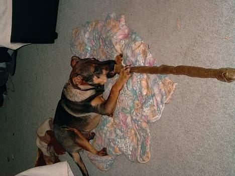 Blanding af racer Leica - mmmm, et stort kødben.  billede 13