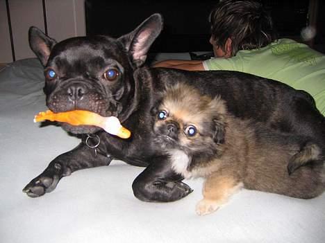 Blanding af racer Sille - Mig med min storebror da jeg lige var kommet til familien :) billede 8