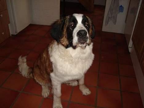 Sankt bernhardshund Lazy DØD - sider og venter spændt. måske ryger der en godbid af hvisjeg ser sød ud? billede 1