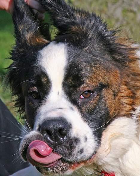 Sankt bernhardshund Lazy DØD - Lazy har de sjoveste ansigts udtryk jeg kender... rulle med tungen ud under læben er noget hun gør jævnligt. især når der er mad... billede 2