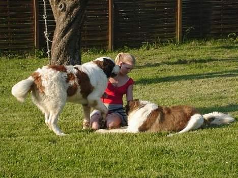 Sankt bernhardshund Lazy DØD - ´lazy til højre. znuzzie er min gamle tæve der desværre måtte få et nyt hjem.... ellers bruger vi mange timer i haven... billede 3