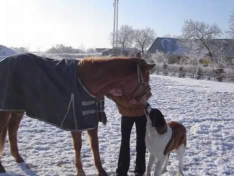 Sankt bernhardshund Lazy DØD - her er lazy 6 mrd og ret frygtiløs.... hestene er hendes venner men hun har dog fået lidt respekt for de store dyr... billede 4
