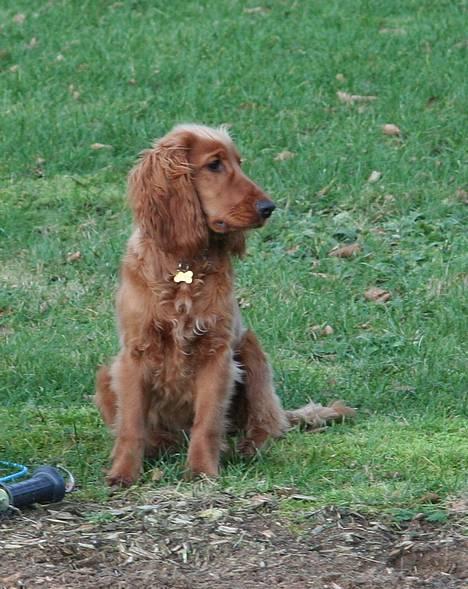 Cocker spaniel Luna <33 - Luna som tilskuer ved ridebanen :D billede 9