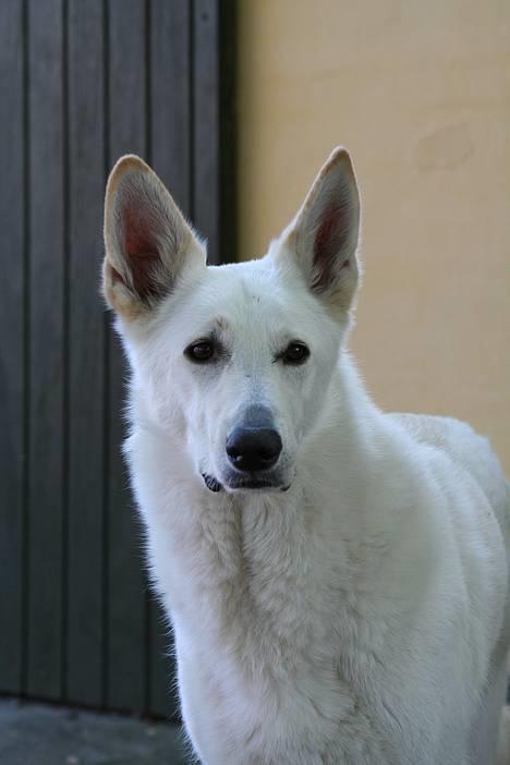 Hvid schæfer Fyrst Igor - Smukke Igor billede 1