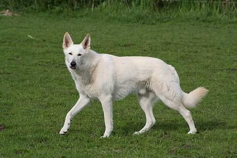 Hvid schæfer Fyrst Igor - Igor i folden billede 2