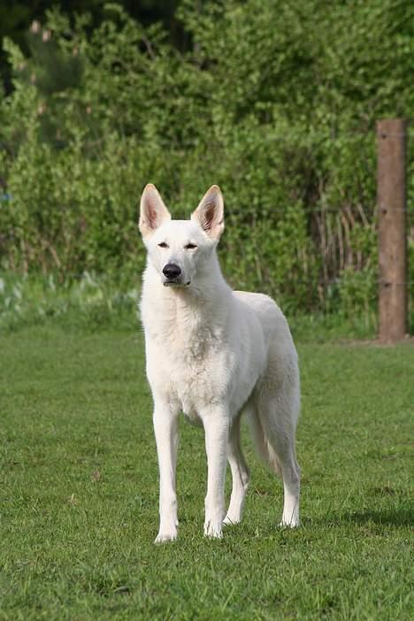 Hvid schæfer Fyrst Igor - Hva´vil du...?? billede 3
