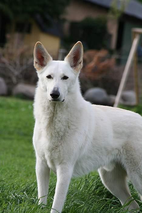 Hvid schæfer Fyrst Igor - Igor billede 4