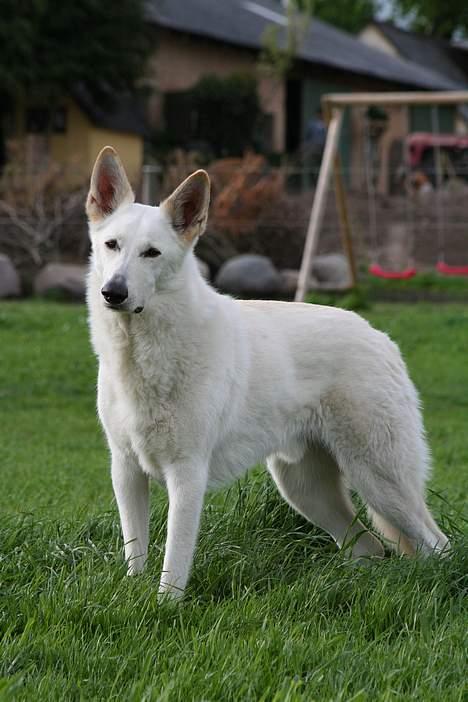 Hvid schæfer Fyrst Igor - Igor billede 5