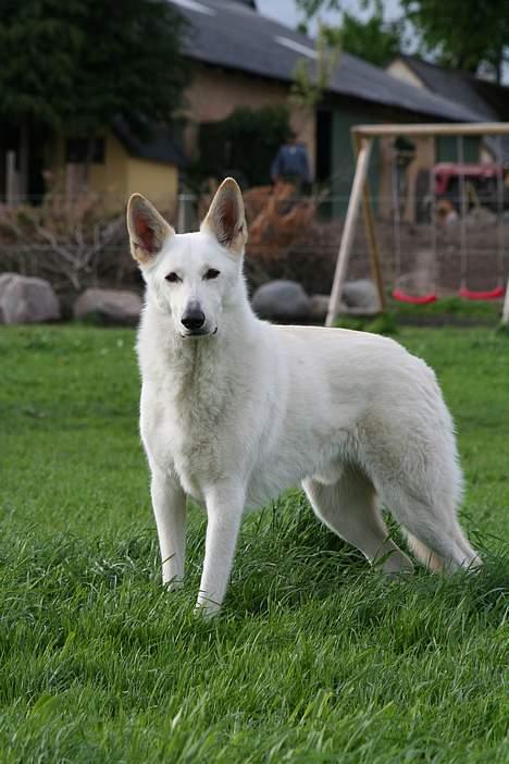 Hvid schæfer Fyrst Igor - Igor billede 6