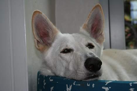 Hvid schæfer Fyrst Igor - Hygger i kurven... billede 7