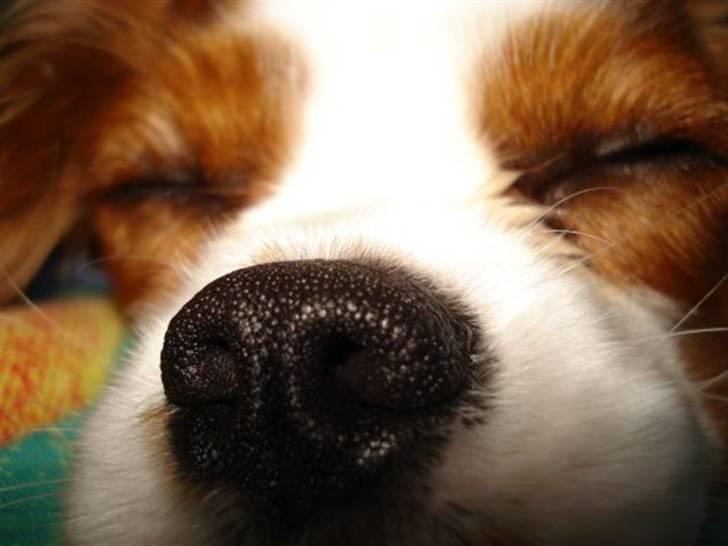 Cavalier king charles spaniel Molly - SNOOORK !!! billede 8