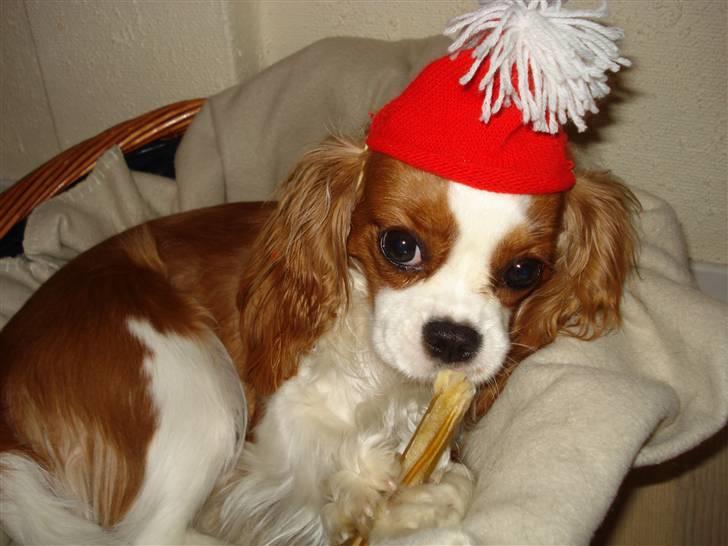 Cavalier king charles spaniel Molly - Et lille jule billede af Molly (: (Julen 2007.) billede 9