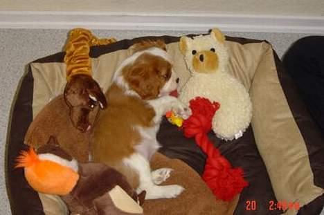Cavalier king charles spaniel Molly - Molly, lige da vi fik hende hjem <3 billede 11