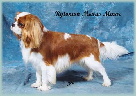 Cavalier king charles spaniel Molly - Molly´s far. billede 13