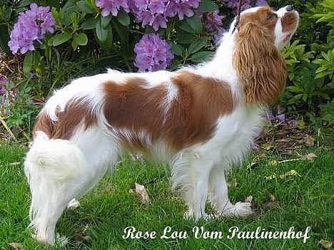 Cavalier king charles spaniel Molly - Molly´s mor. billede 14