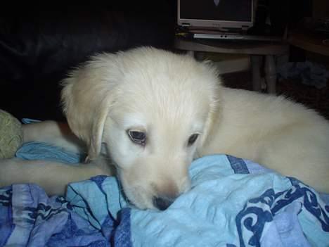 Golden retriever chico - her er der så nogle få dage sidem jeg fik ham:) billede 1