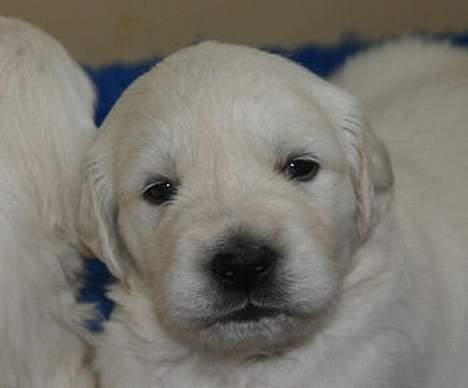 Golden retriever chico - det er det billede som fik mig at købe ham;) billede 2