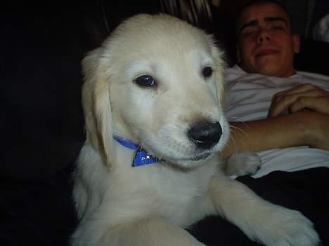 Golden retriever chico billede 3