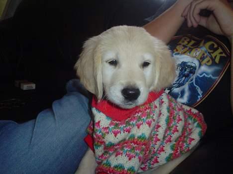 Golden retriever chico - er han ik sød;)? billede 4