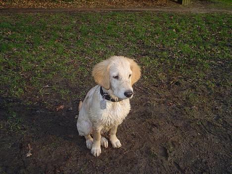 Golden retriever chico - hehe:D billede 5