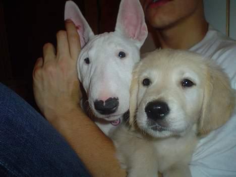 Golden retriever chico - er de ik søde:) billede 6