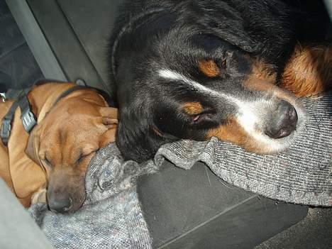 Rhodesian ridgeback Aisha - endlig træt billede 8