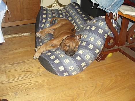 Rhodesian ridgeback Aisha - gå din vej jeg sover billede 9