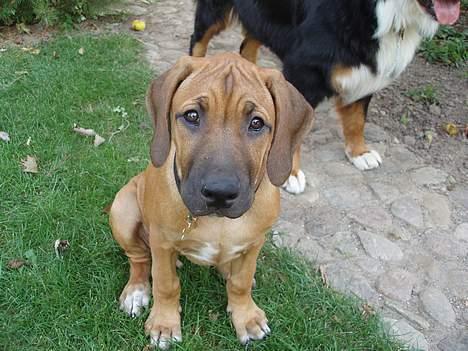 Rhodesian ridgeback Aisha - så sød kan jeg se ud for en godbid billede 10