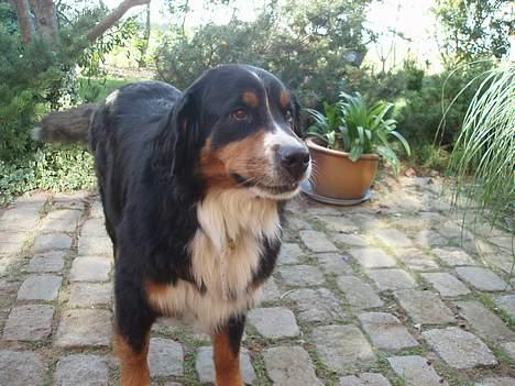 Berner sennenhund Layla - se jeg smiler billede 8