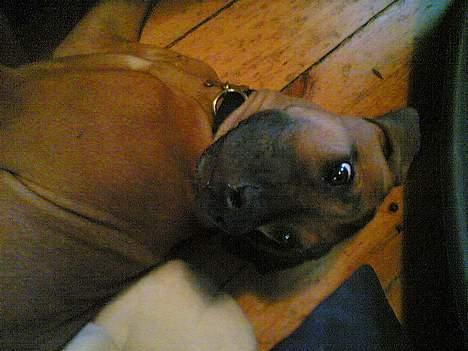 Rhodesian ridgeback Aisha billede 11