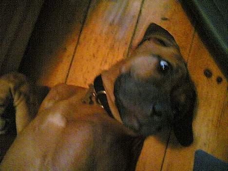 Rhodesian ridgeback Aisha billede 12