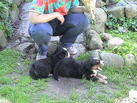 Berner sennenhund Layla - mig og min søster bijou billede 9