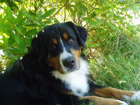 Berner sennenhund Layla - lidt grønt skal det altid være billede 10