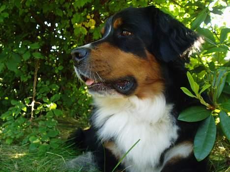 Berner sennenhund Layla - i profil billede 11