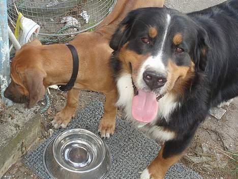Berner sennenhund Layla - ååh det er hårdt at lege med den nye hvalp billede 12