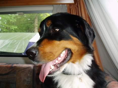 Berner sennenhund Layla billede 14