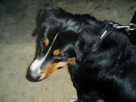Berner sennenhund Layla billede 15